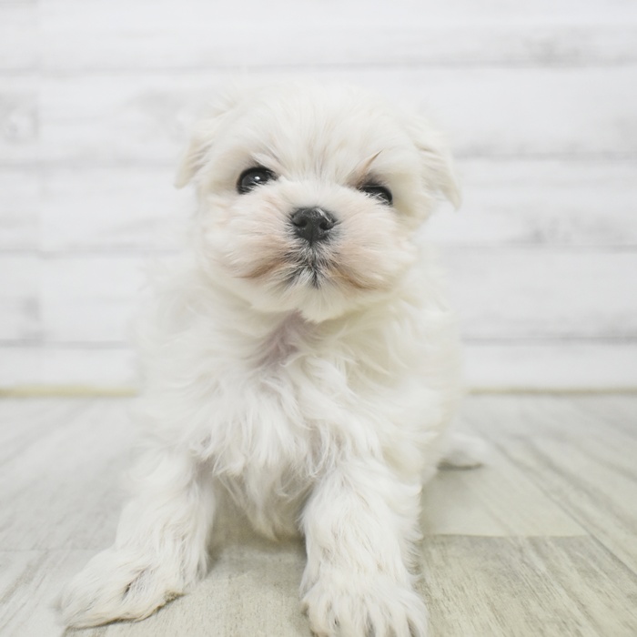 マルチーズ女の子の写真