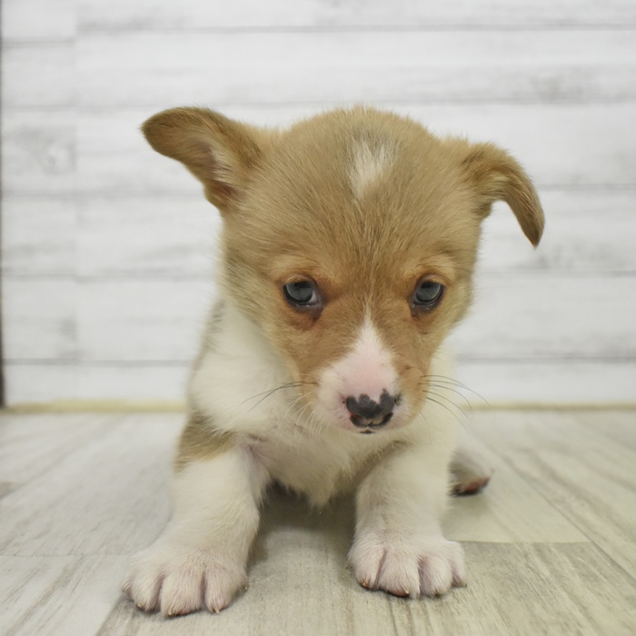 コーギー女の子の写真