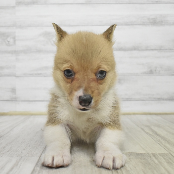 コーギー女の子の写真