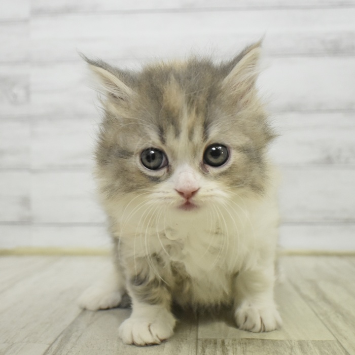 長野県のスコティッシュストレート (犬の家＆猫の里長野店/2025年10月7日生まれ/女の子/ダイリュートキャリコ)の子猫の1枚目の画像