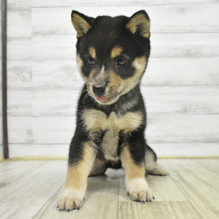 豆柴男の子の写真