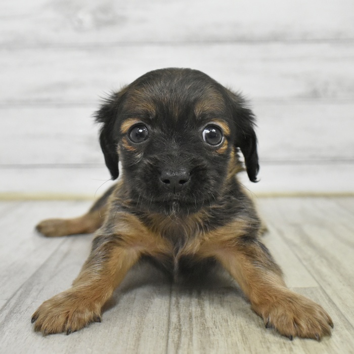 ハーフ犬男の子の写真