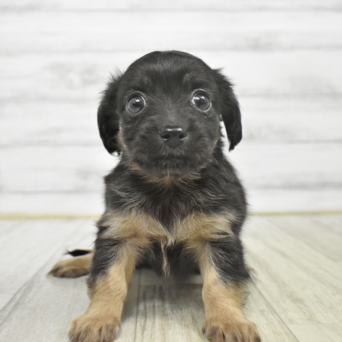 神奈川県のチワックス(チワワ×ダックス) (犬の家＆猫の里モザイクモール港北店/2025年10月5日生まれ/女の子/ブラックタン)の子犬の2枚目の画像