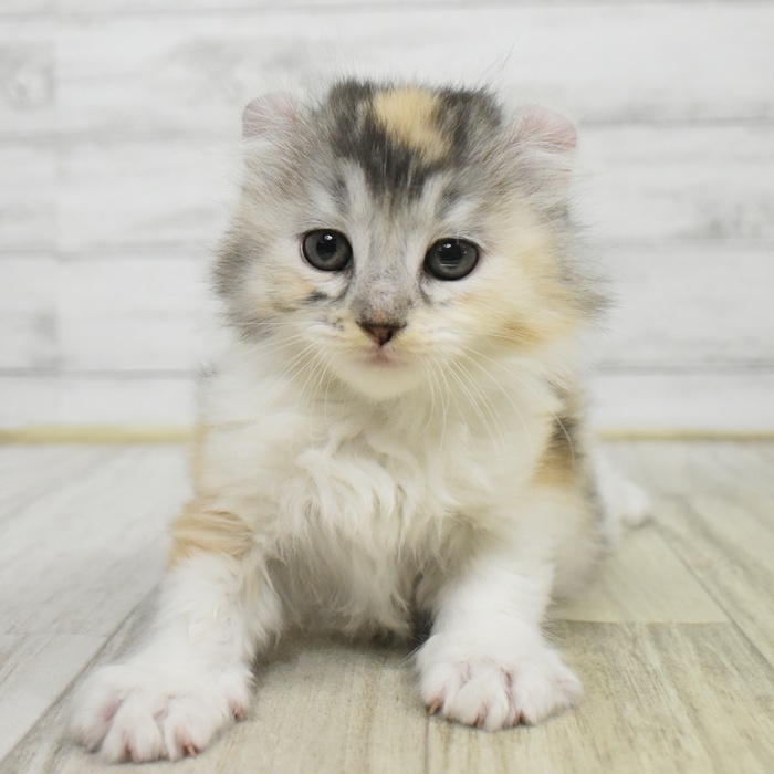 アメリカンカール女の子の写真