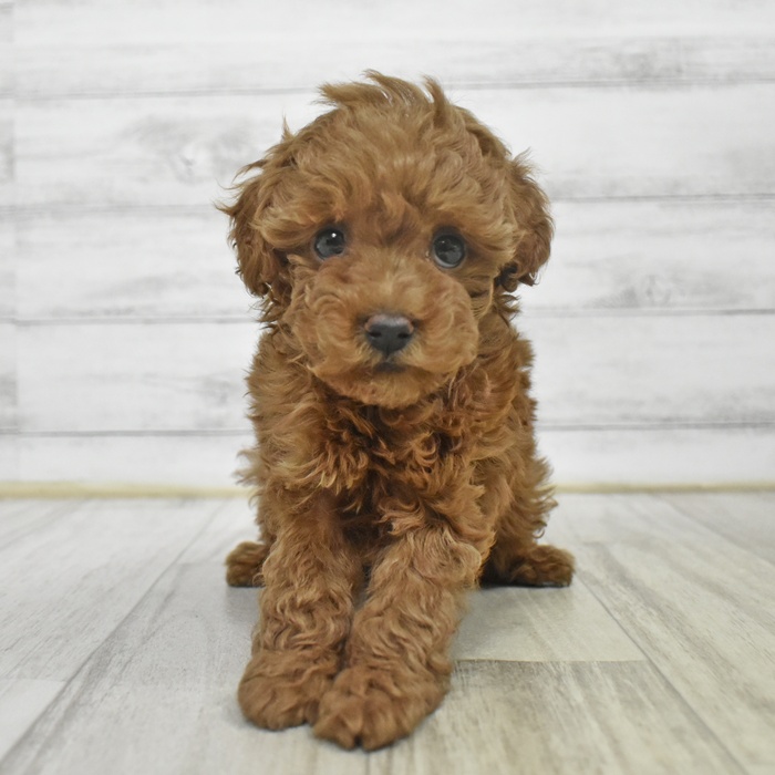 トイプードル女の子の写真