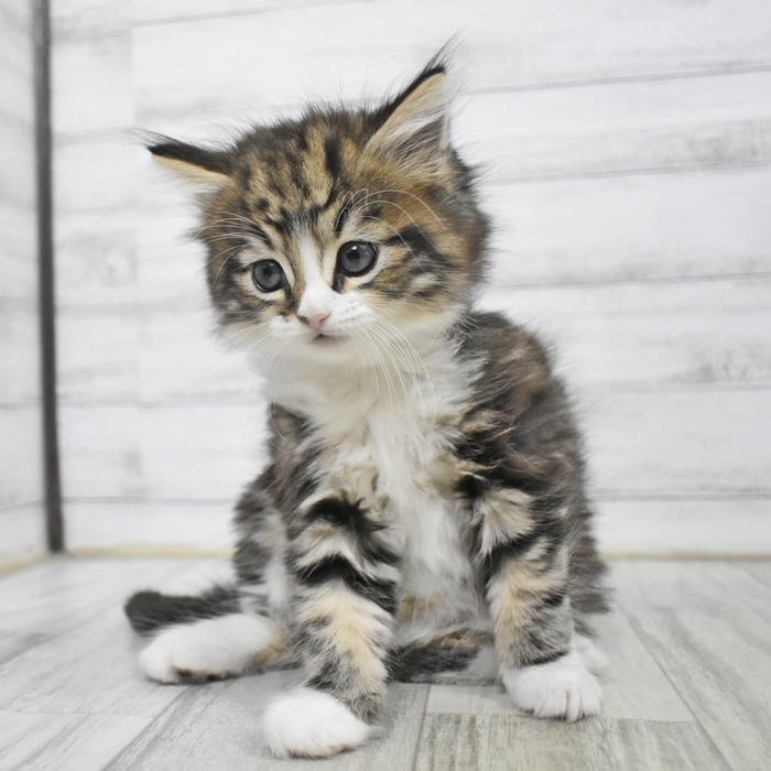 愛知県のノルウェージャンフォレストキャット (犬の家＆猫の里岡崎店/2025年10月5日生まれ/男の子/ブラックタビーホワイト)の子猫