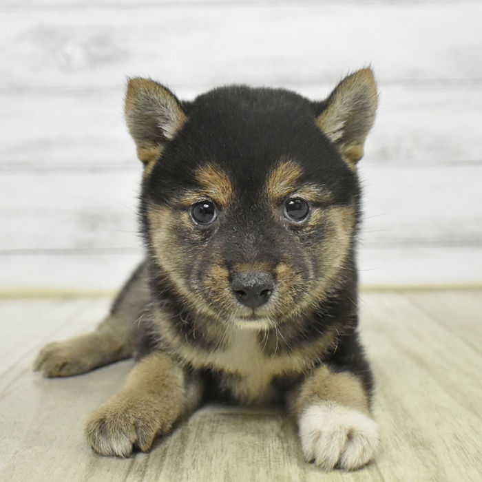柴犬女の子の写真
