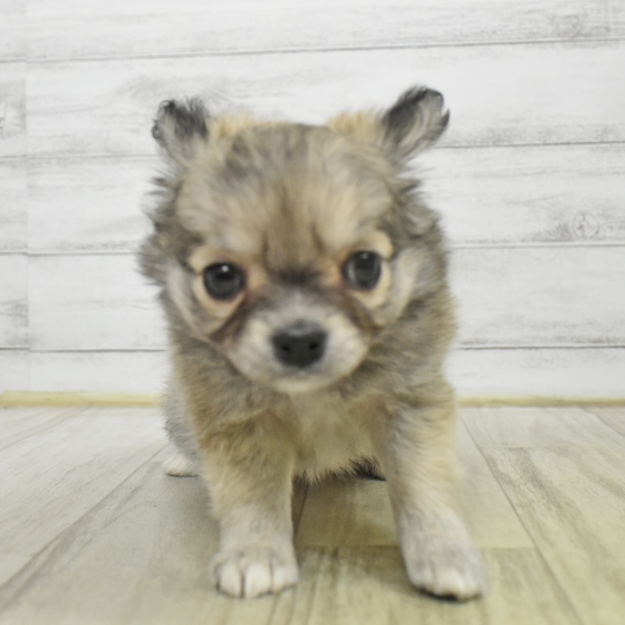 チワワ（ロング）女の子の写真