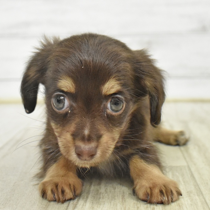 長野県のチワックス(チワワ×ダックス) (犬の家＆猫の里カインズ梓川店/2025年10月7日生まれ/女の子/チョコレートタン)の子犬
