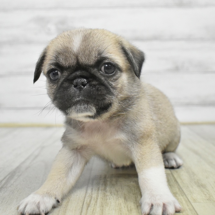 静岡県のペキパグ/パグペキ(ペキニーズ×パグ) (犬の家＆猫の里プレ葉ウォーク浜北店/2025年10月6日生まれ/男の子/フォーン)の子犬