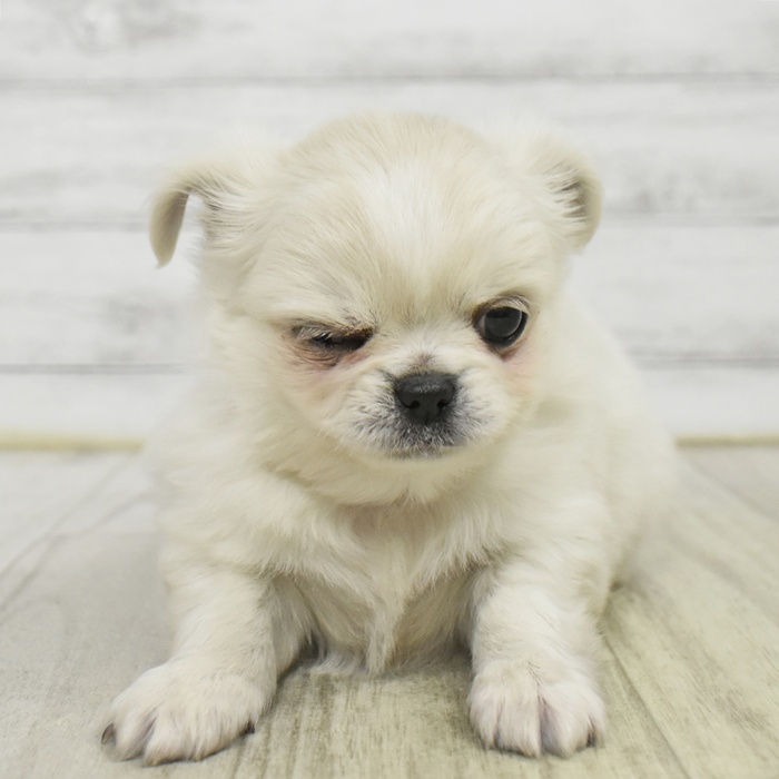 ハーフ犬男の子の写真