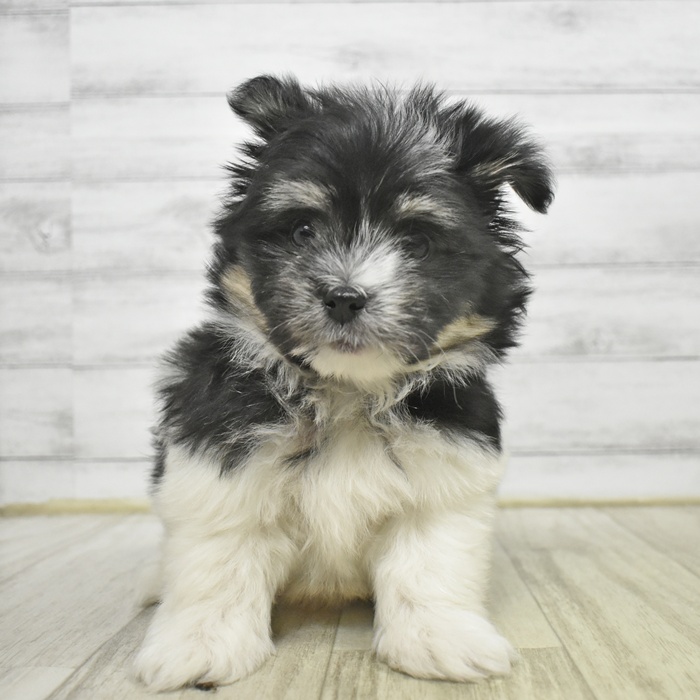 ハーフ犬男の子の写真