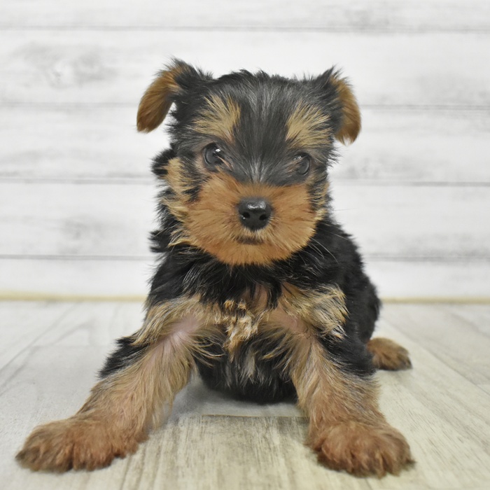 ヨークシャーテリア男の子の写真