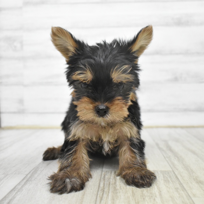 ヨークシャーテリア女の子の写真