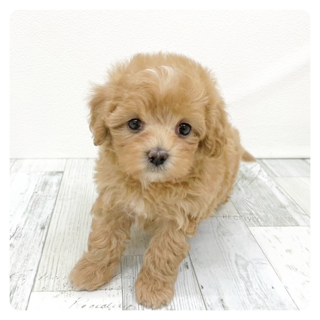 ハーフ犬女の子の写真