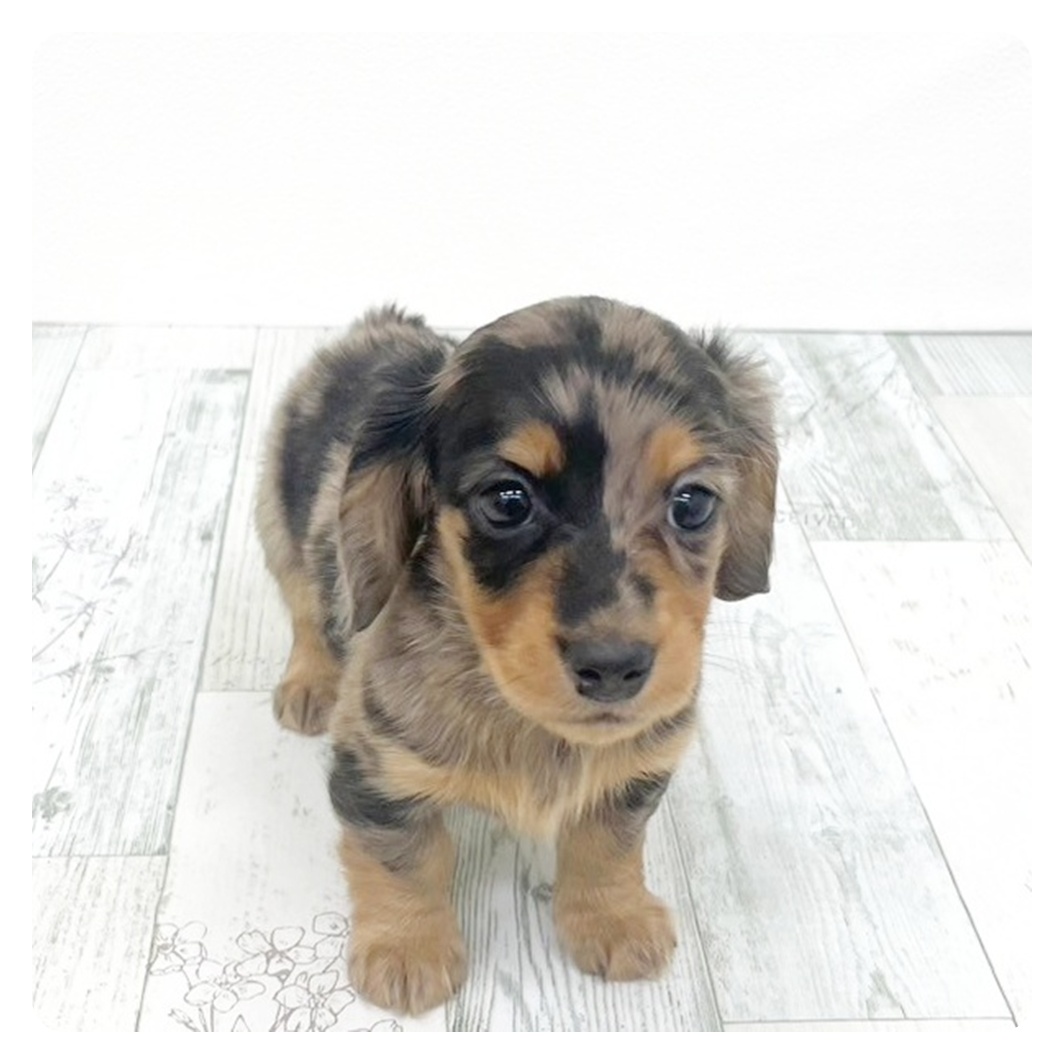 ミニチュアダックス女の子の写真