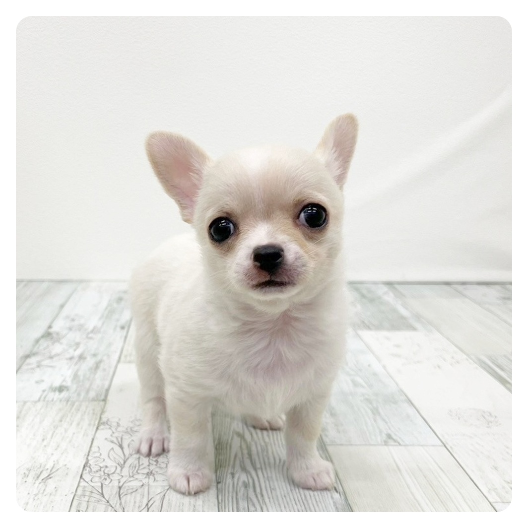 チワワ（スムース）男の子の写真