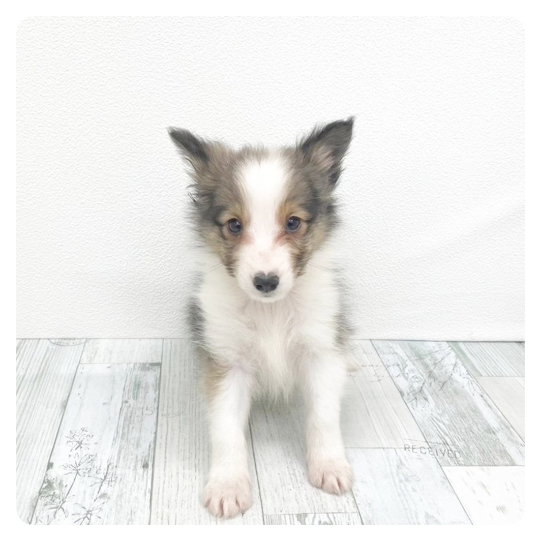 シェットランドシープドッグ女の子の写真