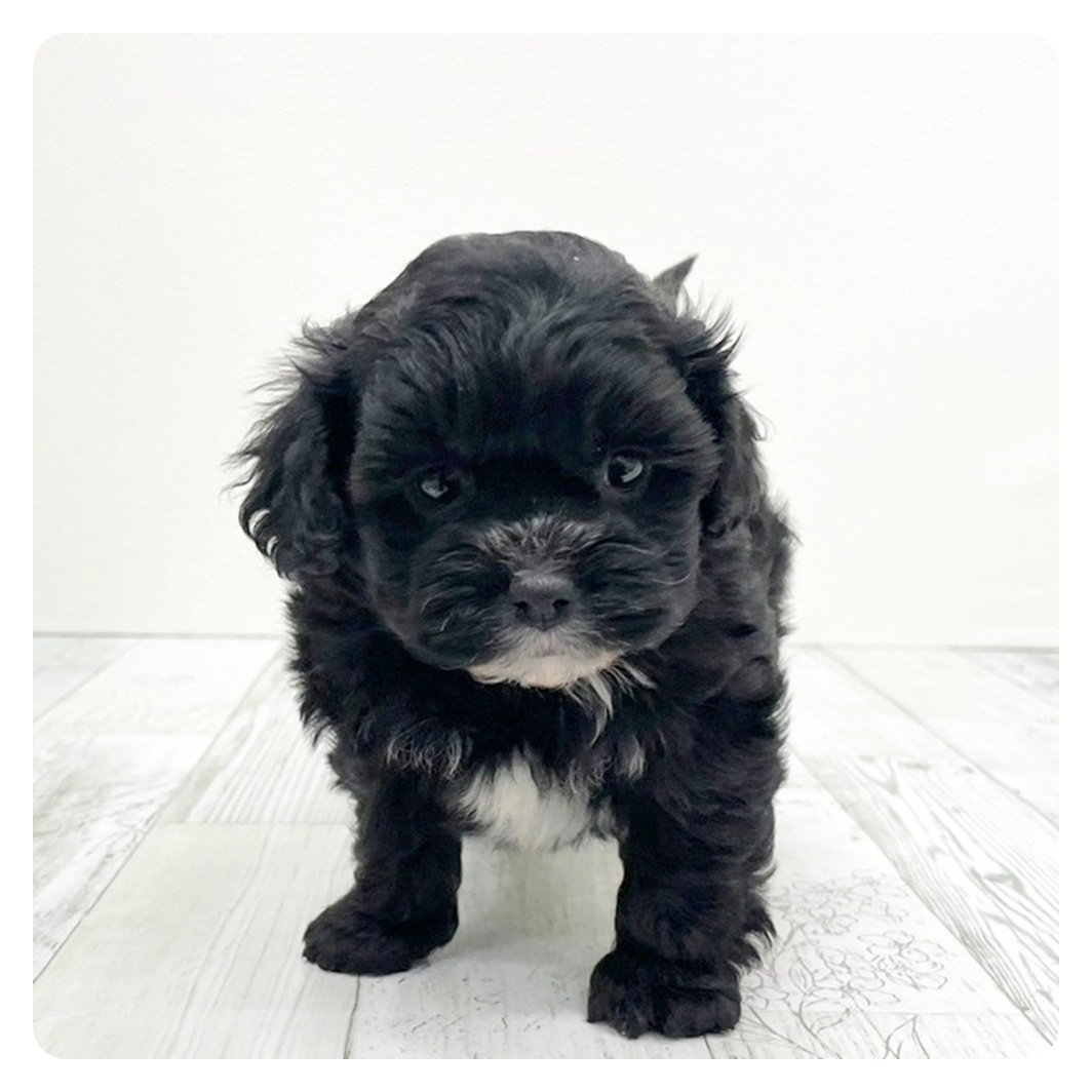 ハーフ犬男の子の写真