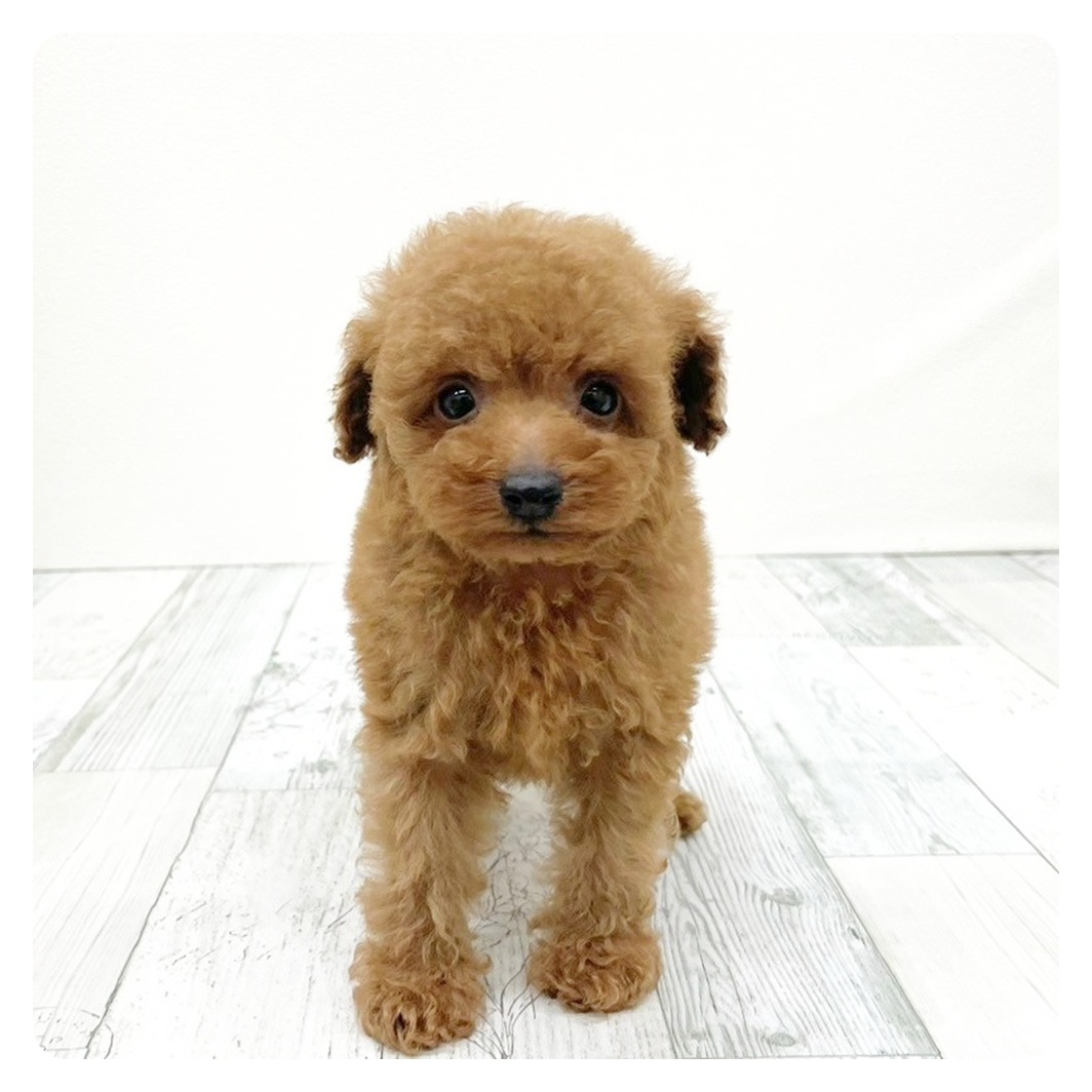 トイプードル男の子の写真