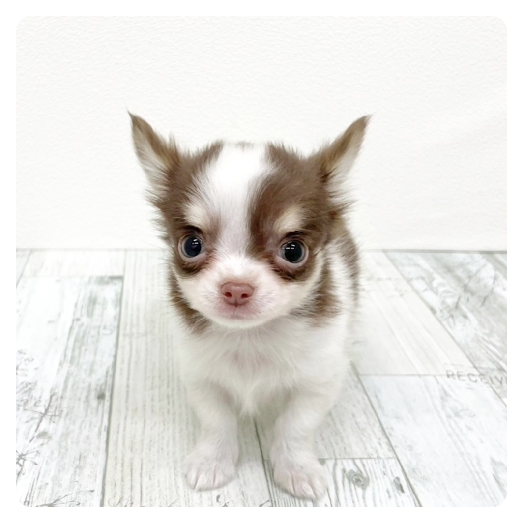 チワワ（ロング）男の子の写真