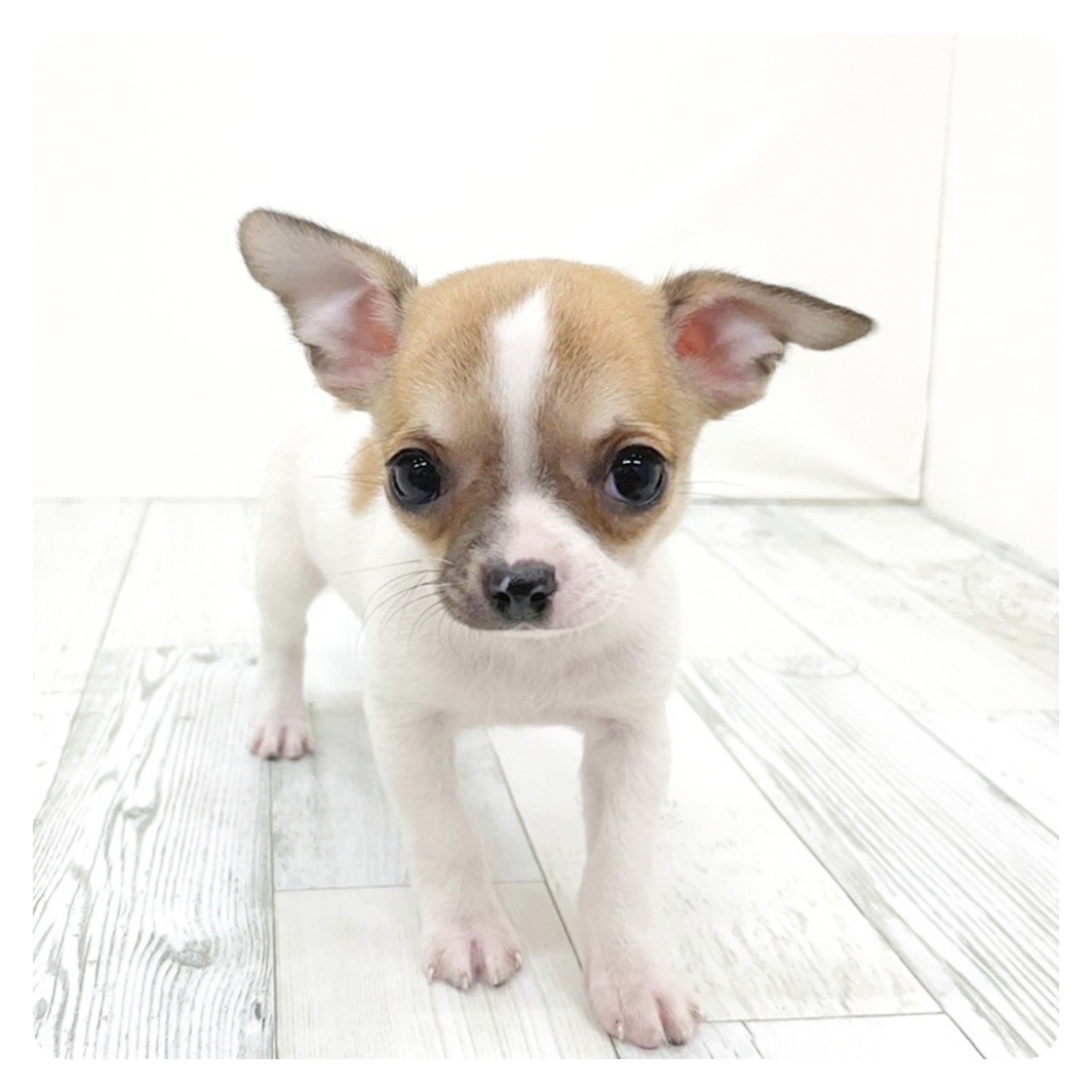 チワワ（スムース）女の子の写真
