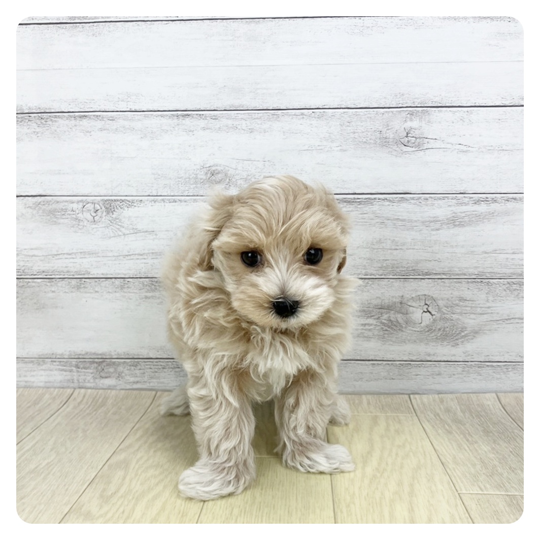 ハーフ犬男の子の写真