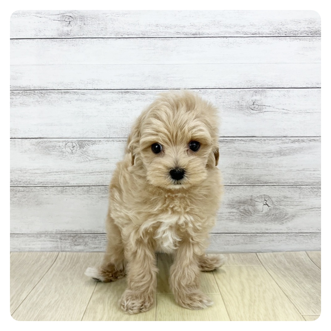 岡山県のマルプー(マルチーズ×プードル) (犬の家＆猫の里倉敷店/2025年10月6日生まれ/男の子/アプリコット)の子犬