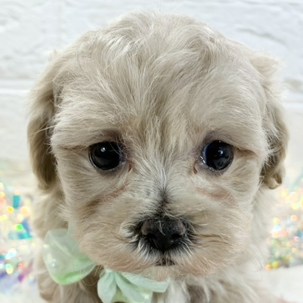 ハーフ犬女の子の写真