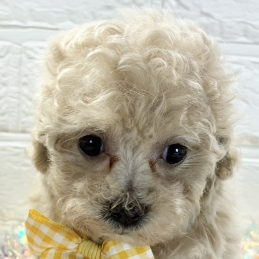 ハーフ犬女の子の写真