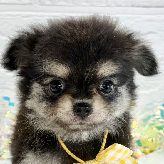 ハーフ犬女の子の写真