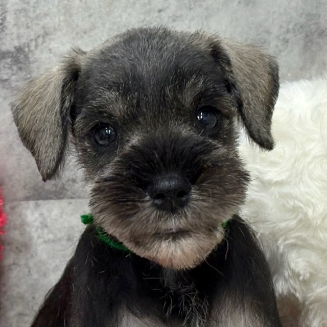 ミニチュアシュナウザー女の子の写真