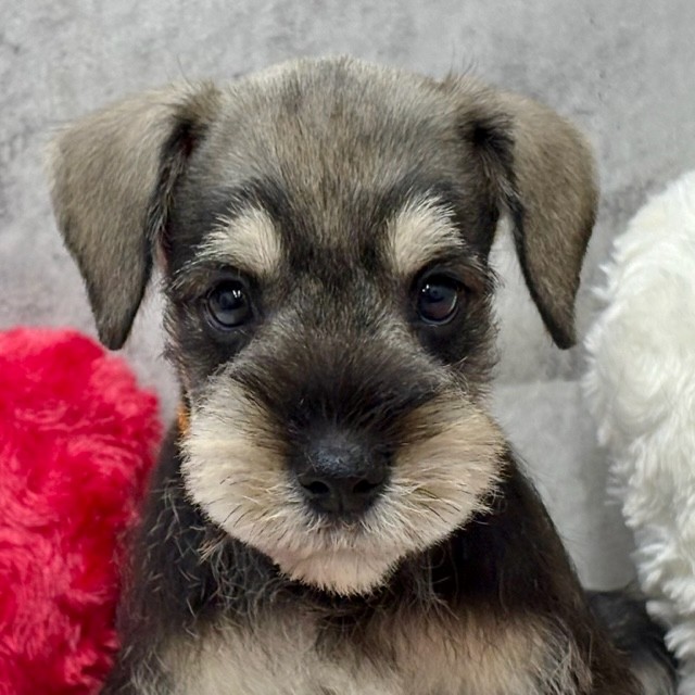 ミニチュアシュナウザー男の子の写真