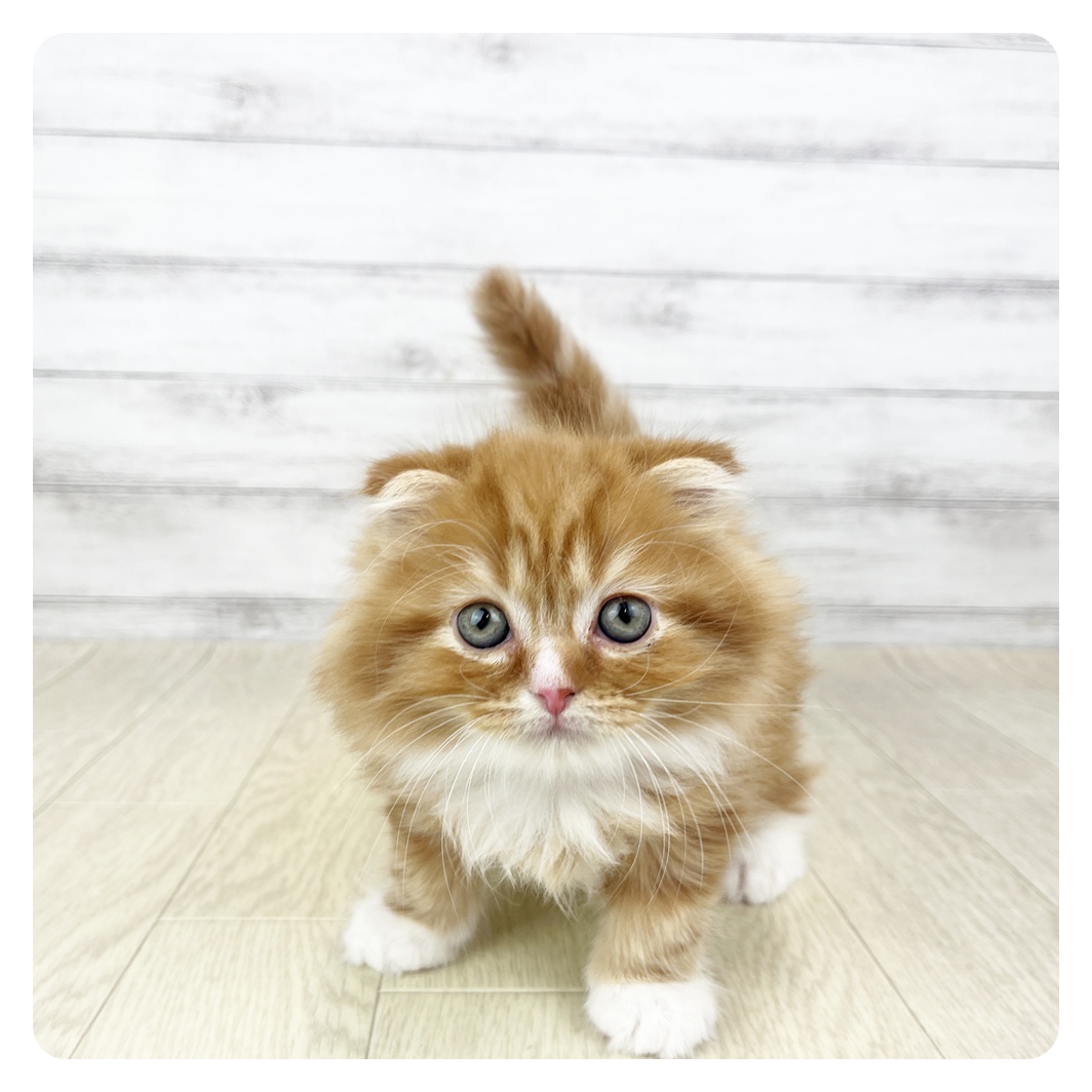 スコティッシュフォールド男の子の写真