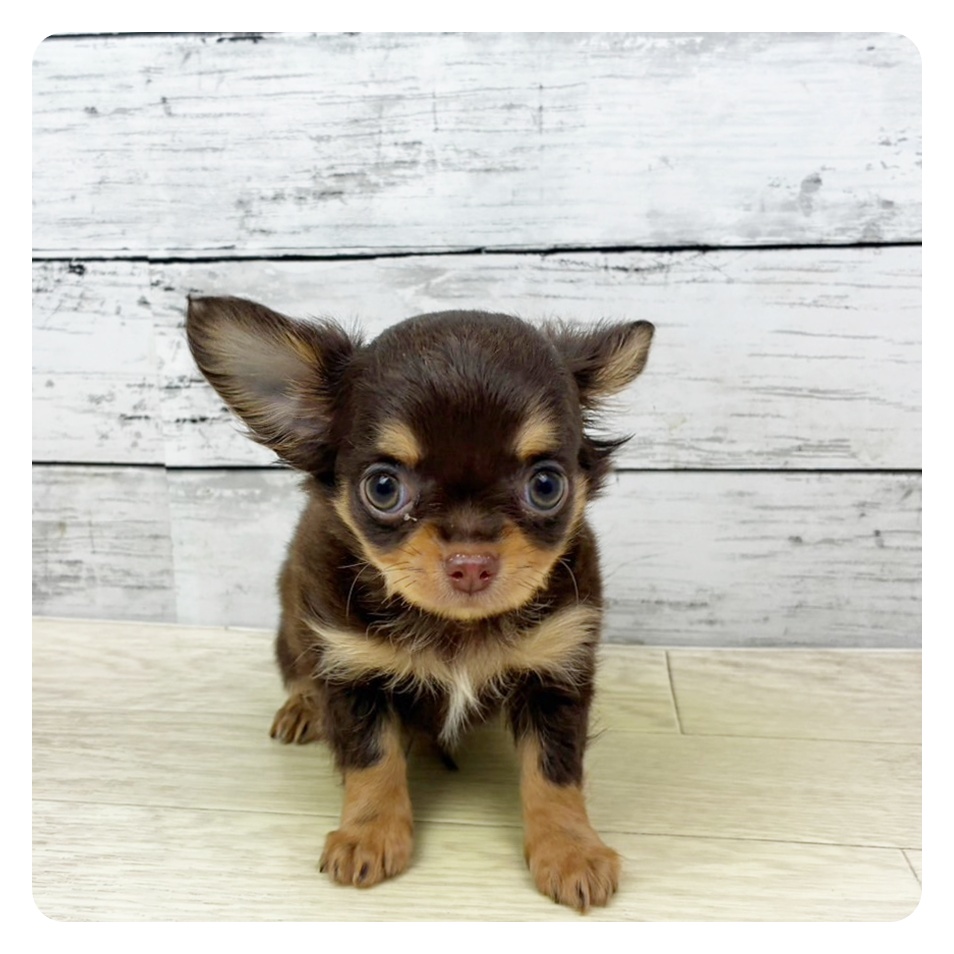 滋賀県のチワワ(ロング) (犬の家＆猫の里長浜店/2025年10月8日生まれ/男の子/チョコレートタン)の子犬