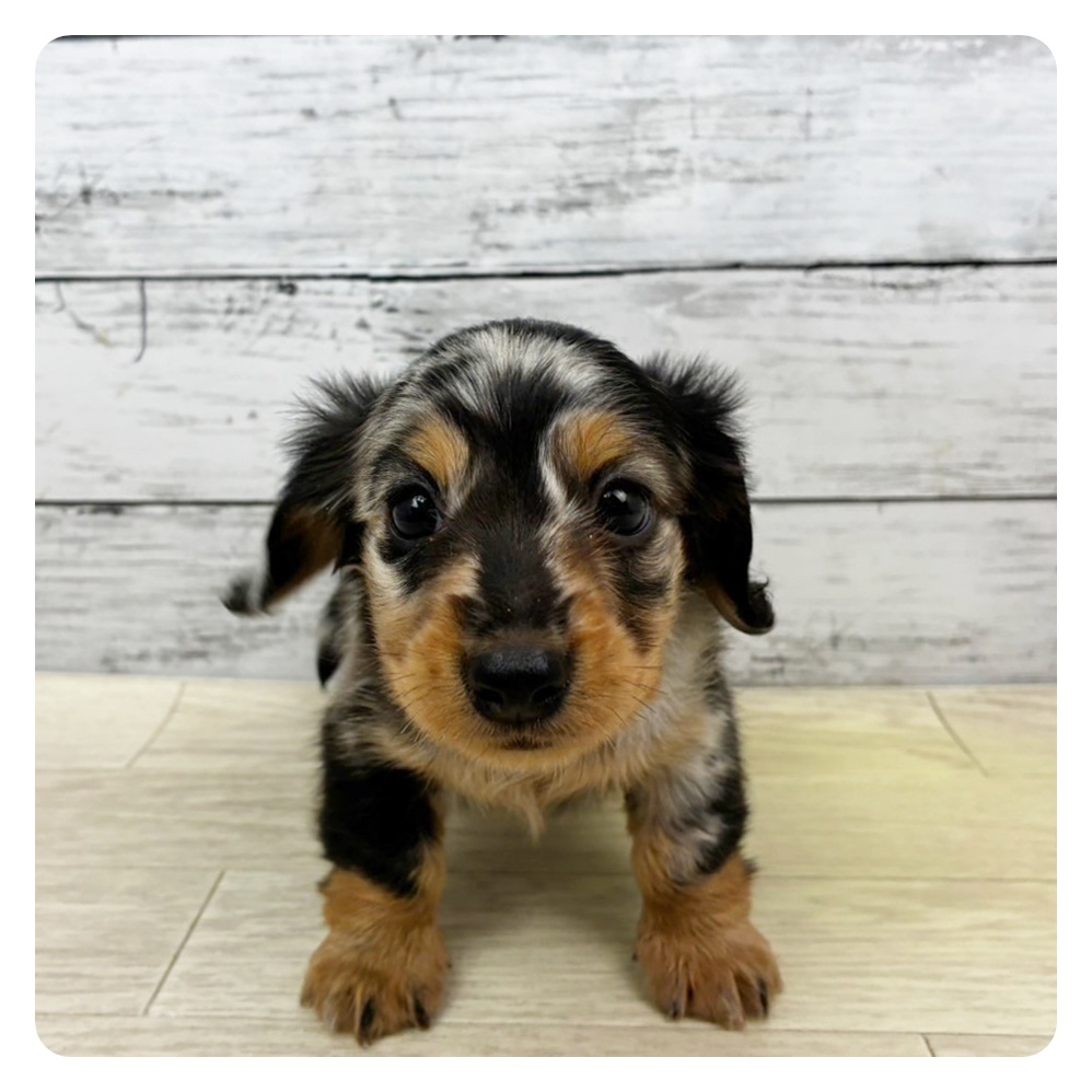 ミニチュアダックス男の子の写真