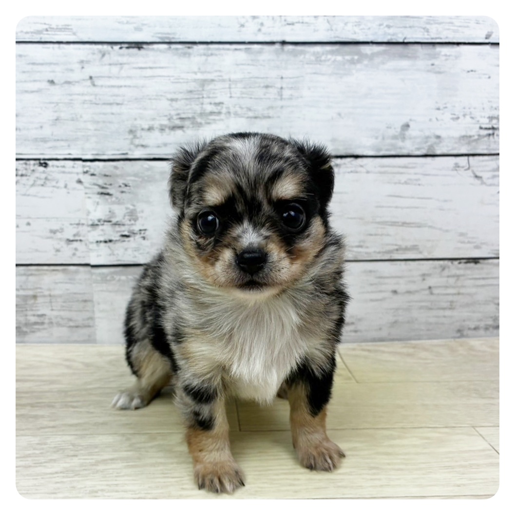 チワワ（ロング）女の子の写真