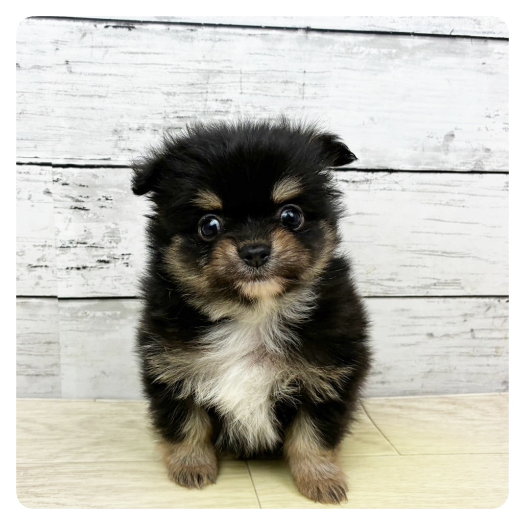 ハーフ犬男の子の写真