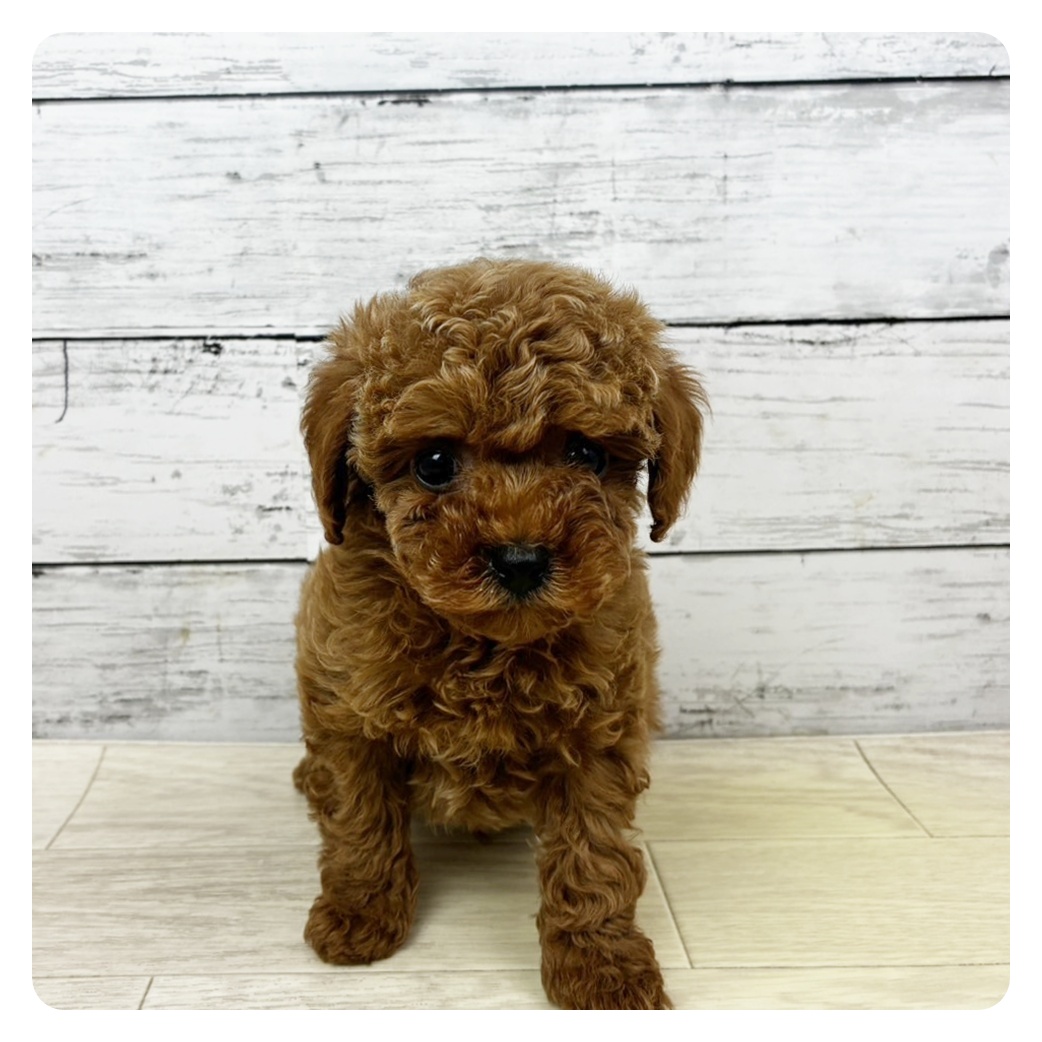 トイプードル男の子の写真