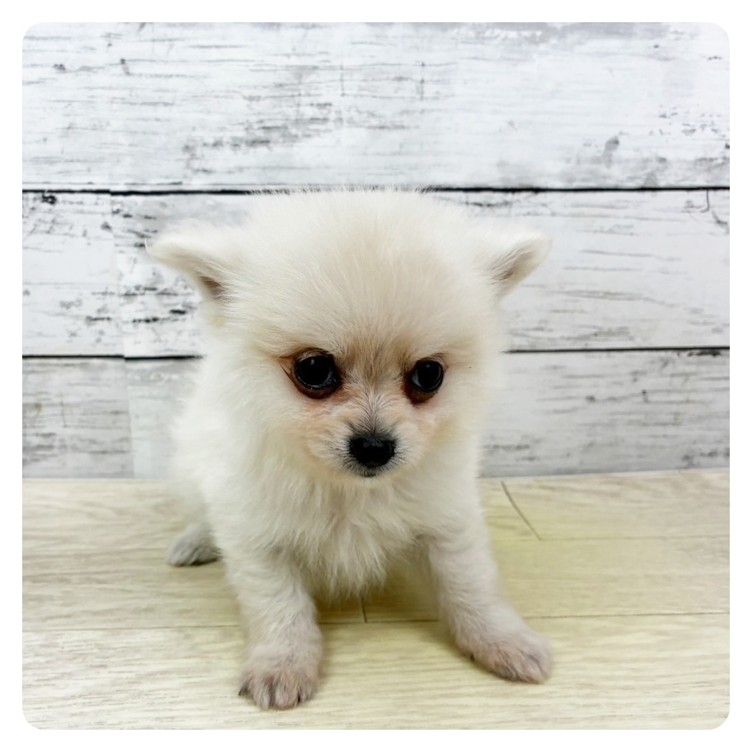 ハーフ犬男の子の写真