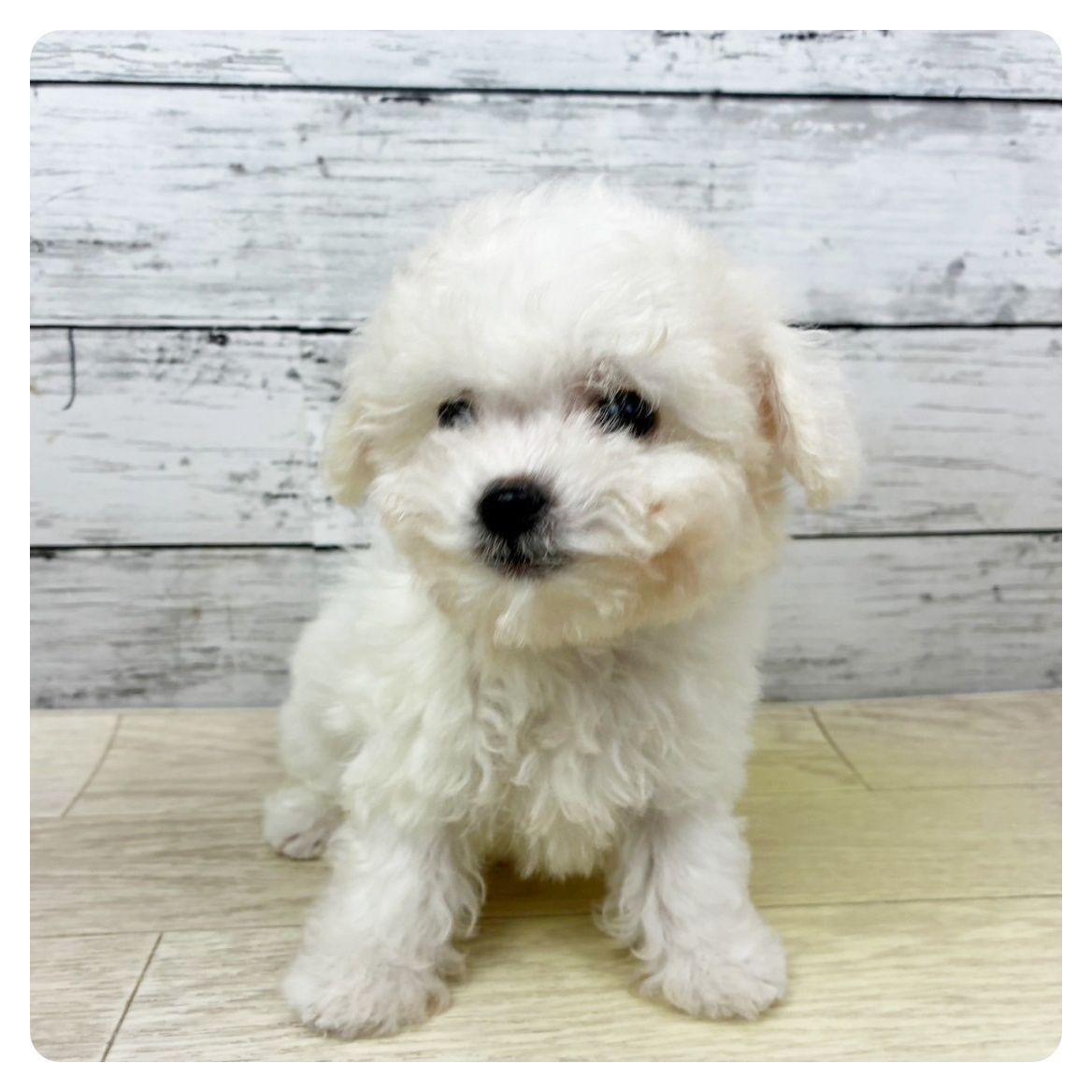 ビションフリーゼ女の子の写真