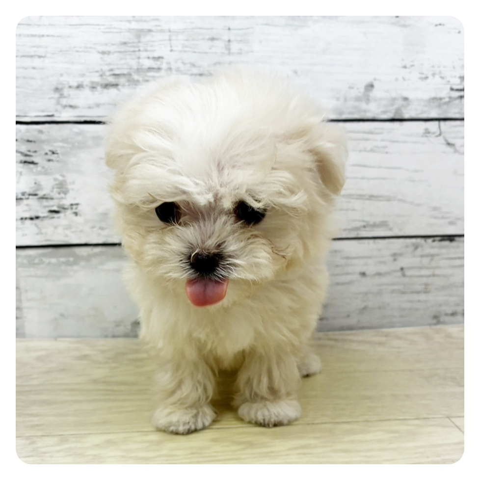 ハーフ犬女の子の写真