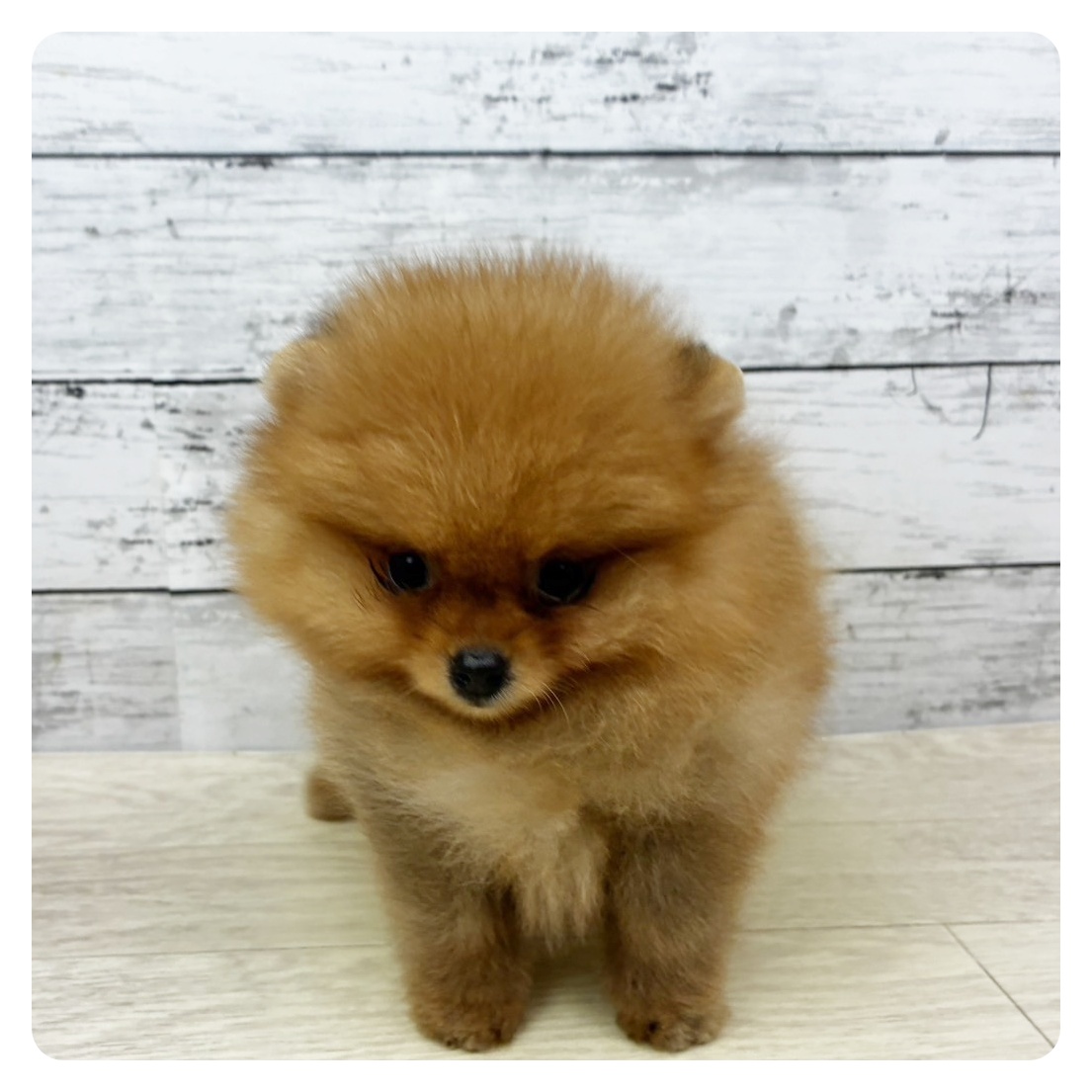 ポメラニアン男の子の写真
