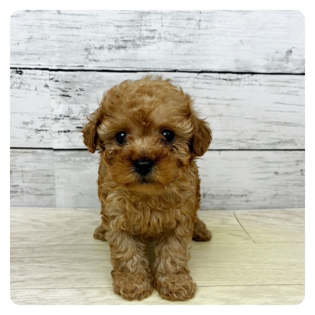 ティーカッププードル女の子の写真