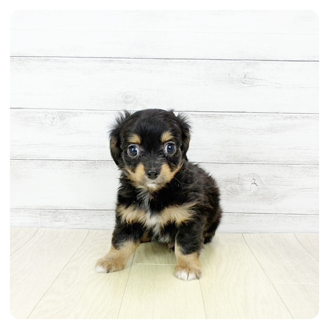 ハーフ犬男の子の写真