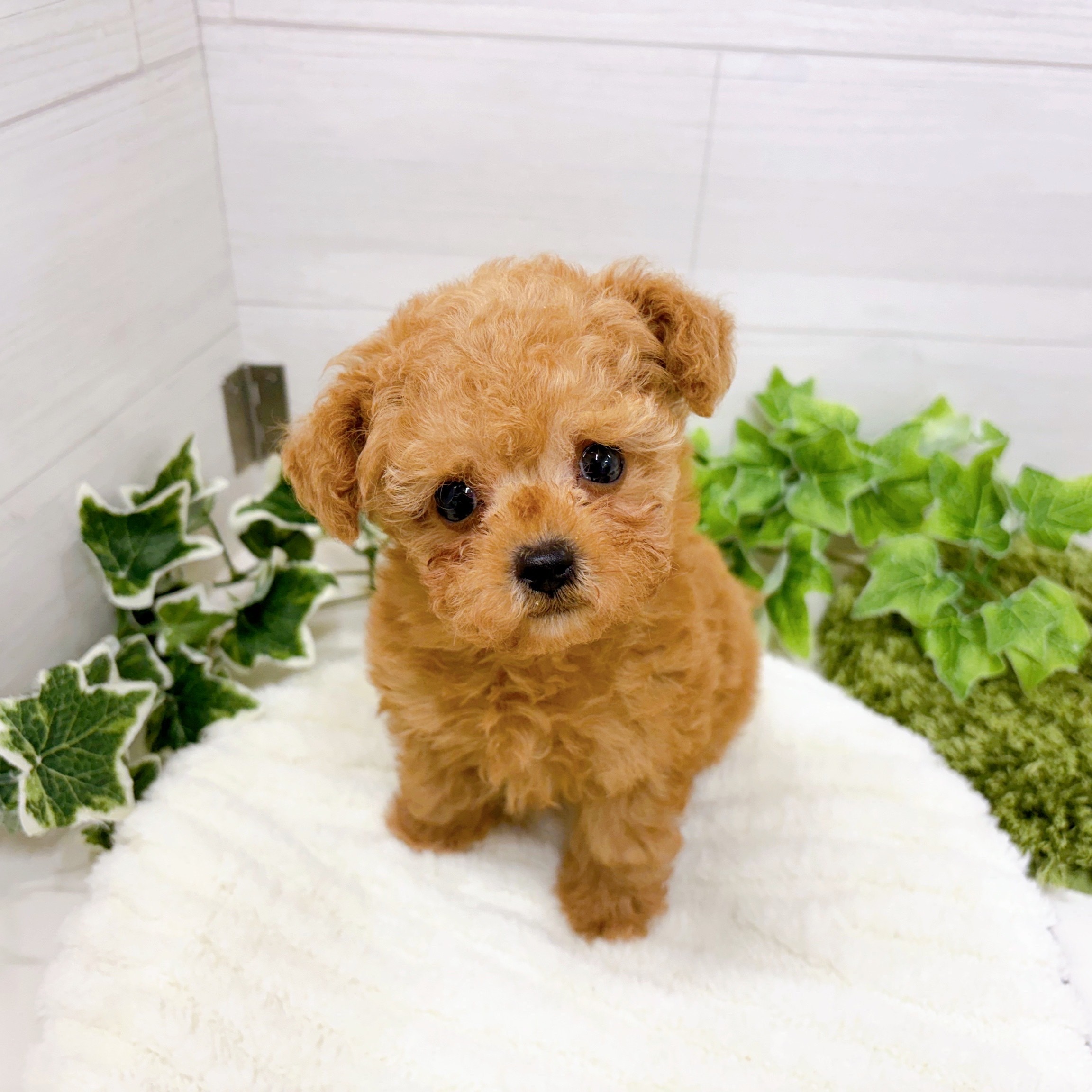 タイニープードル男の子の写真