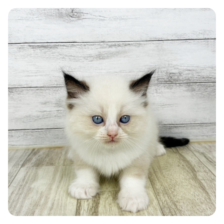 ラグドール男の子の写真