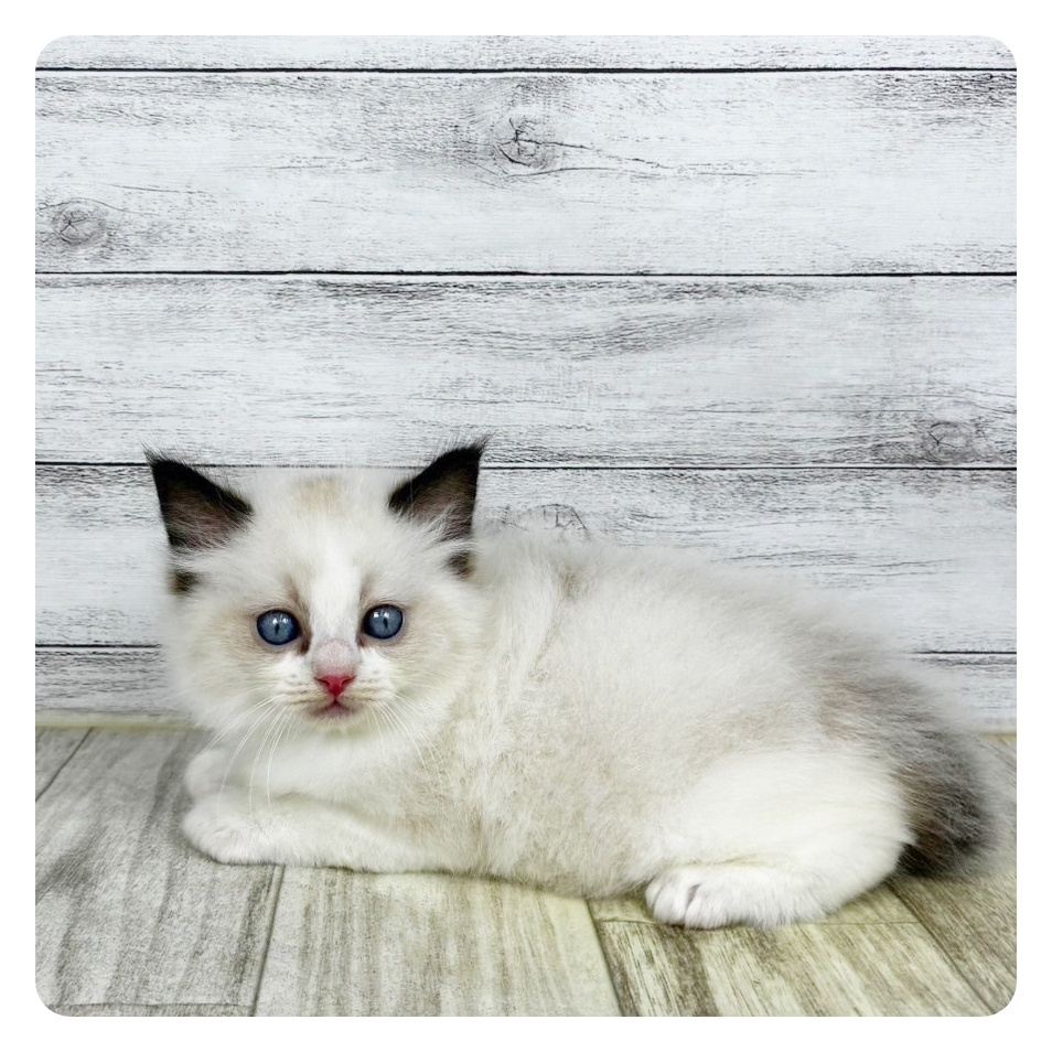 ラグドール男の子の写真