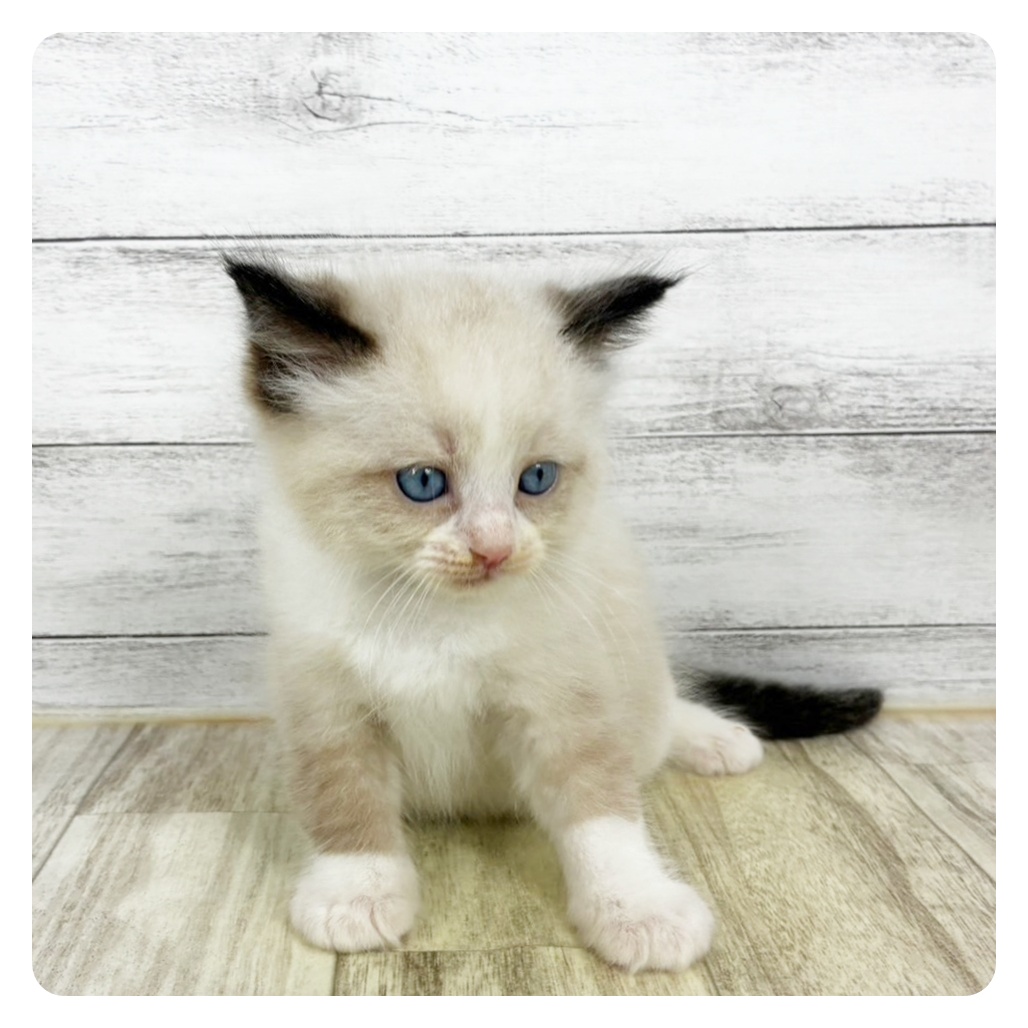 ラグドール男の子の写真