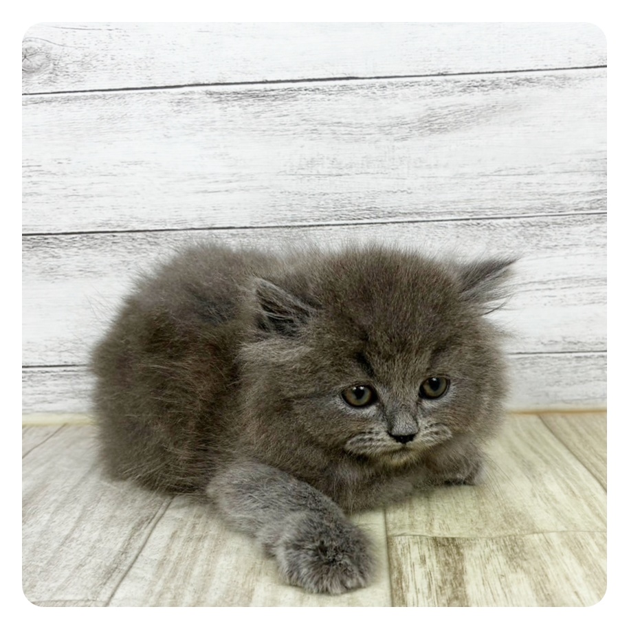兵庫県のブリティッシュロングヘアー (犬の家＆猫の里川西店/2025年10月12日生まれ/男の子/ブルー)の子猫